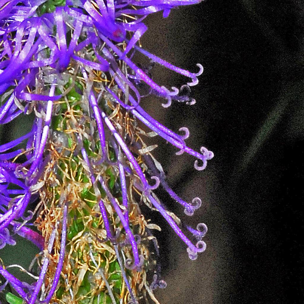 Una lunga spiga blu: Phyteuma betonicifolium